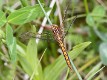 J01_3205 Orthetrum coerulescens male